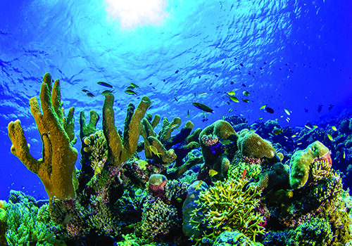 Tubbataha Reef Philippinen