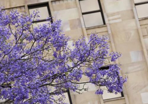 UQ-jacaranda