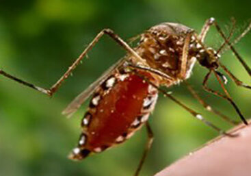 Zika-TUQIA-small-final-final-1