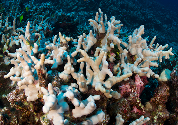 coral-bleaching