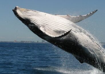 humpback