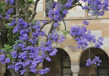 jacaranda