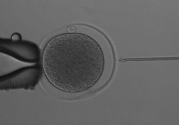 A kangaroo egg about to be injected with a single sperm cell. Image: University of Queensland.